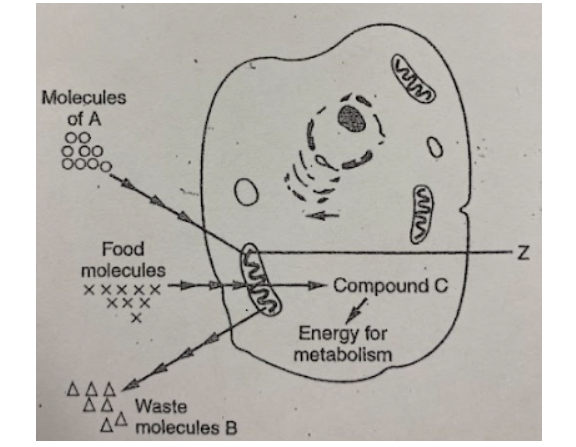 <p><span><span>In the diagram below, the item labeled as food molecules most likely represent</span></span></p>