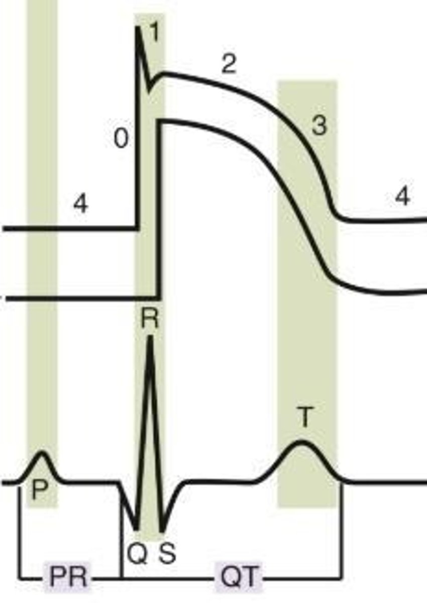 <p>Sodium channel closes, leading to rapid repolarization.</p>