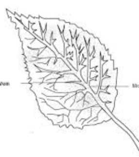 <p>venation</p>