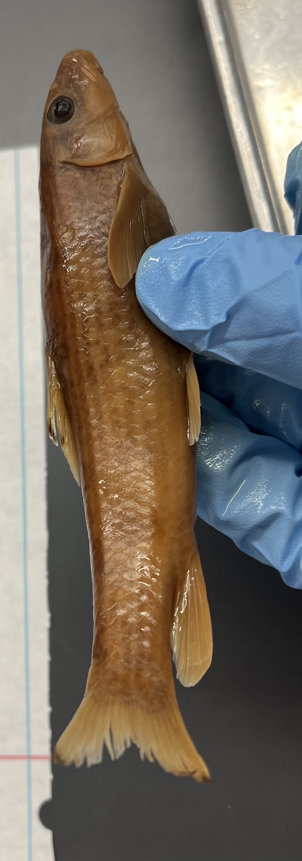 <p>Black tup on dorsal and caudal fins</p><p>Has a belly</p><p>Smaller mouth</p><p>Lined lips</p><p>No distinct line</p>