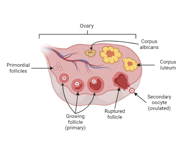 <p>then only one mature/graffian follicle (secondary follicle) will erupt from the follicle. the remaining ruptured follicle will develop into the corpus luteum</p>