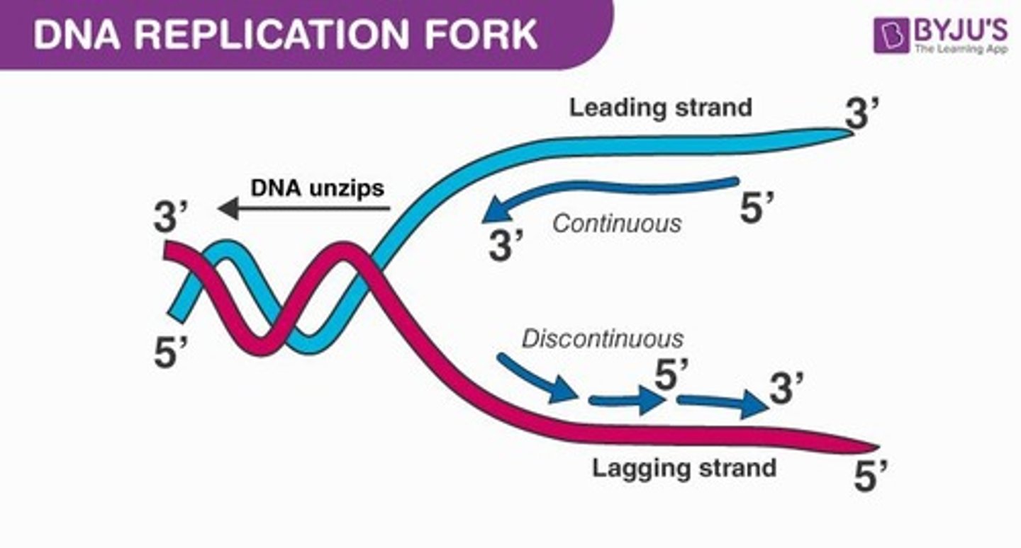 <p>Y-shaped region where DNA is replicated.</p>