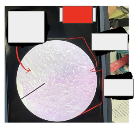 <p>What organ is this? </p>