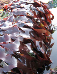 <p>broad, flat structure on seaweed specialized for light capture; both sides identical </p>