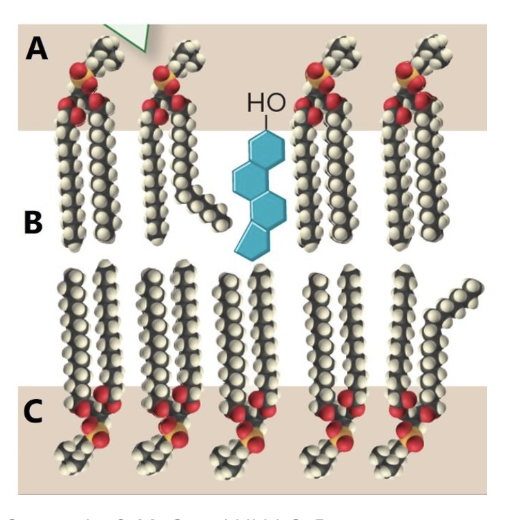 <p>Where are regions of the plasma membrane hydrophilic</p>