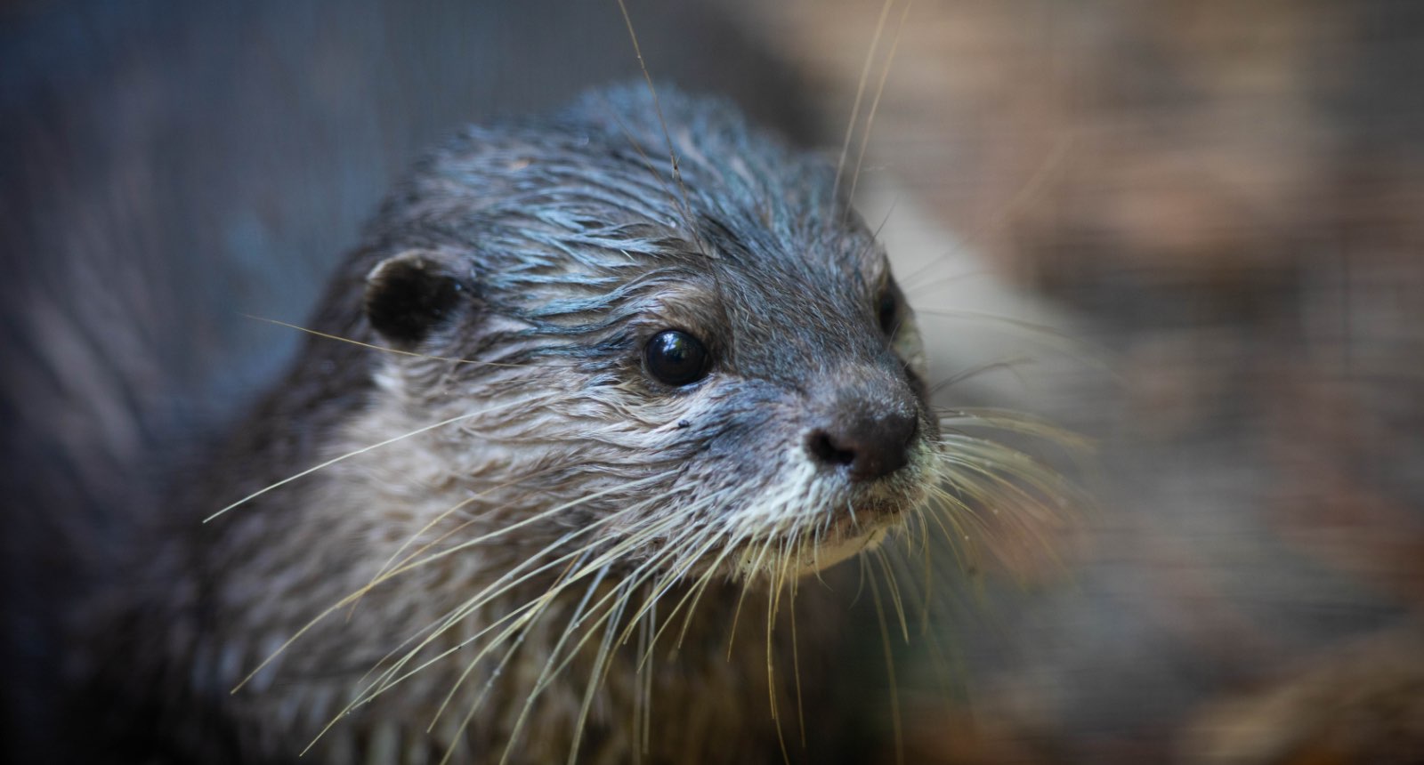 Asian small-clawed otter