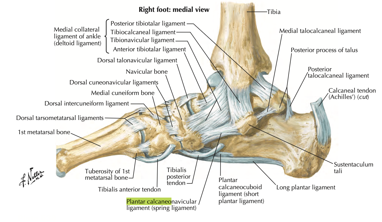 <ul><li><p>extends from sustentaculum tali of calcaneus to the navicular</p></li><li><p>supports the head of the talus → prevents displacement of the talas b/t the navicular and calcaneus</p></li></ul><p></p>