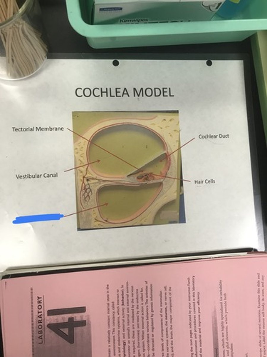 <p>Label the structure covered in blue ink and give a function</p>