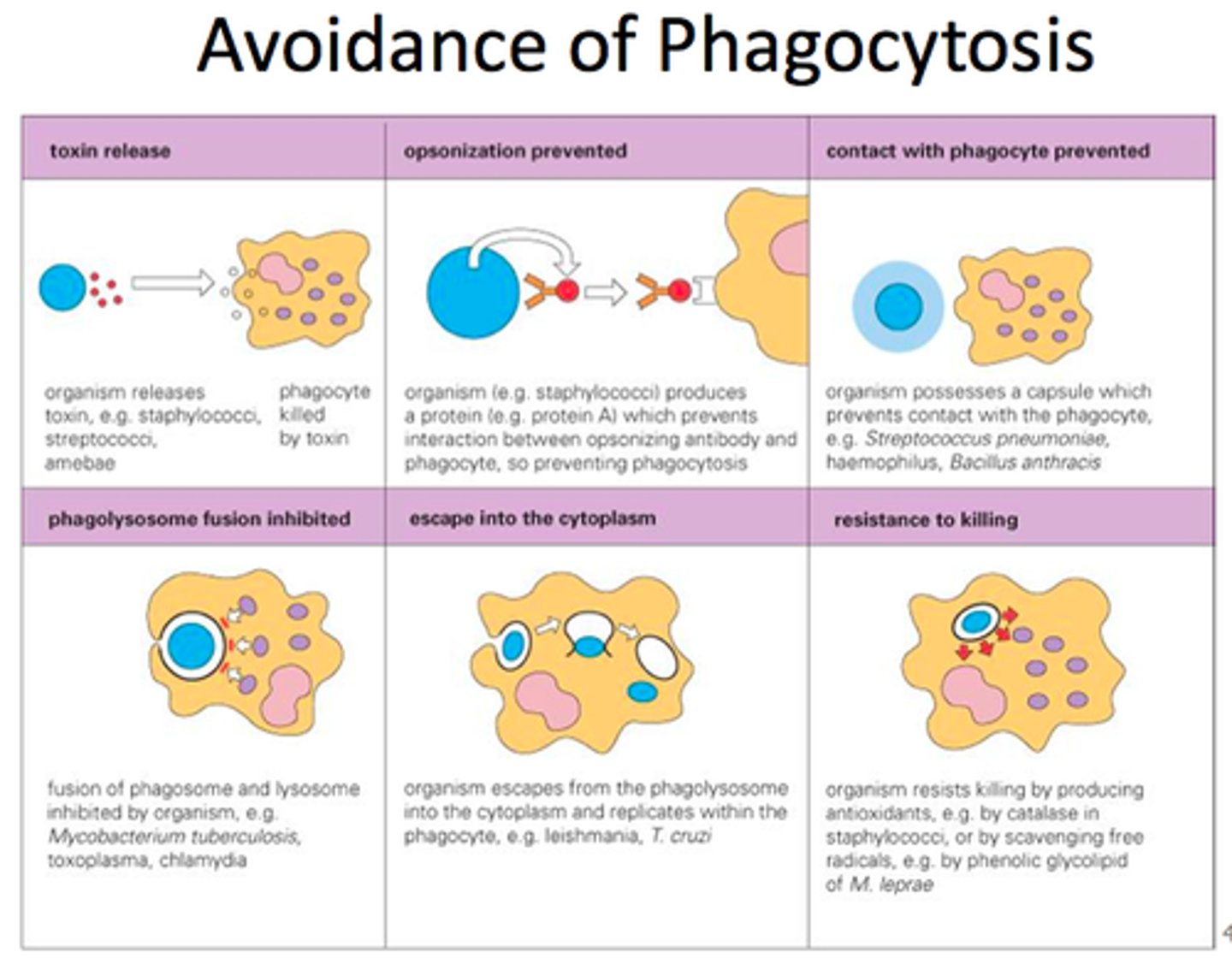 <p>coagulase forms fibrin coat around bacteria to avoid adherence.</p><p>capsules avoid ingestion.</p><p>leishmania avoid digestion by blocking acidification.</p><p>TB mycobacteria avoid fusion.</p>