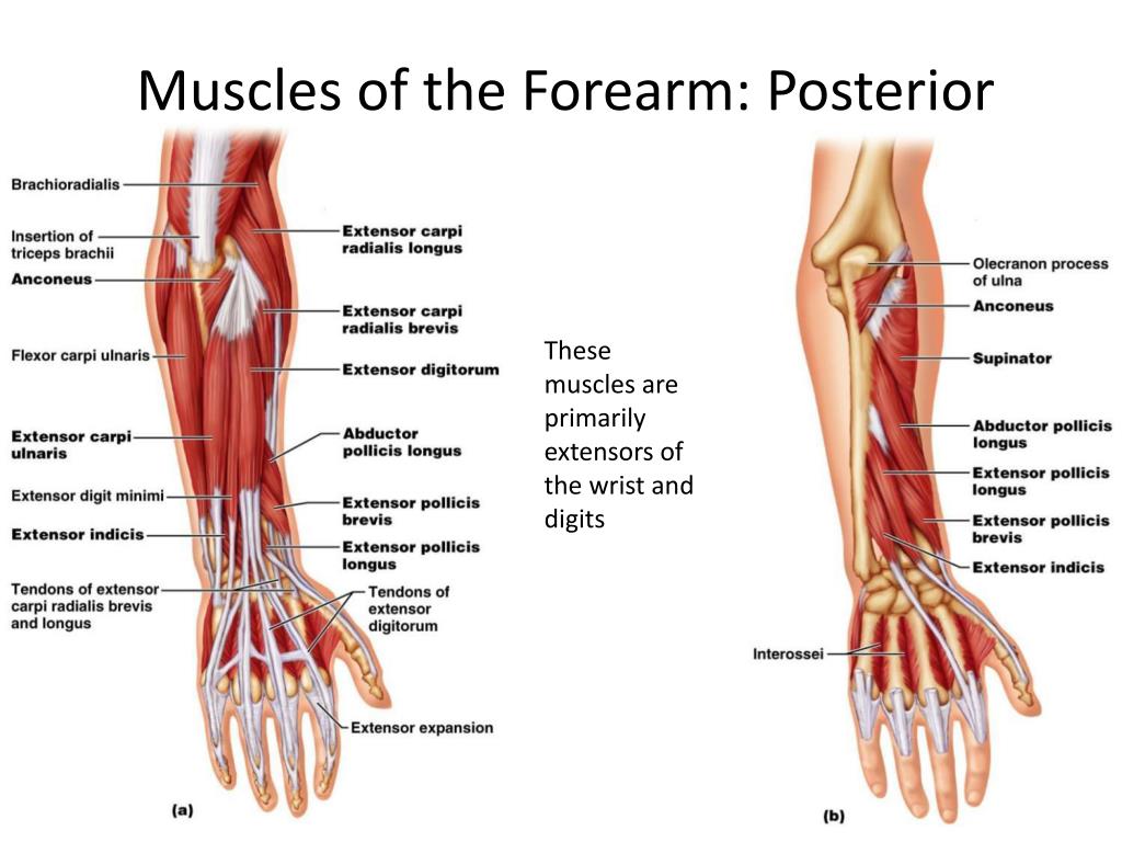 <p>From the *lateral epicondyle* of the humerus via a common extensor tendon. 📍</p>