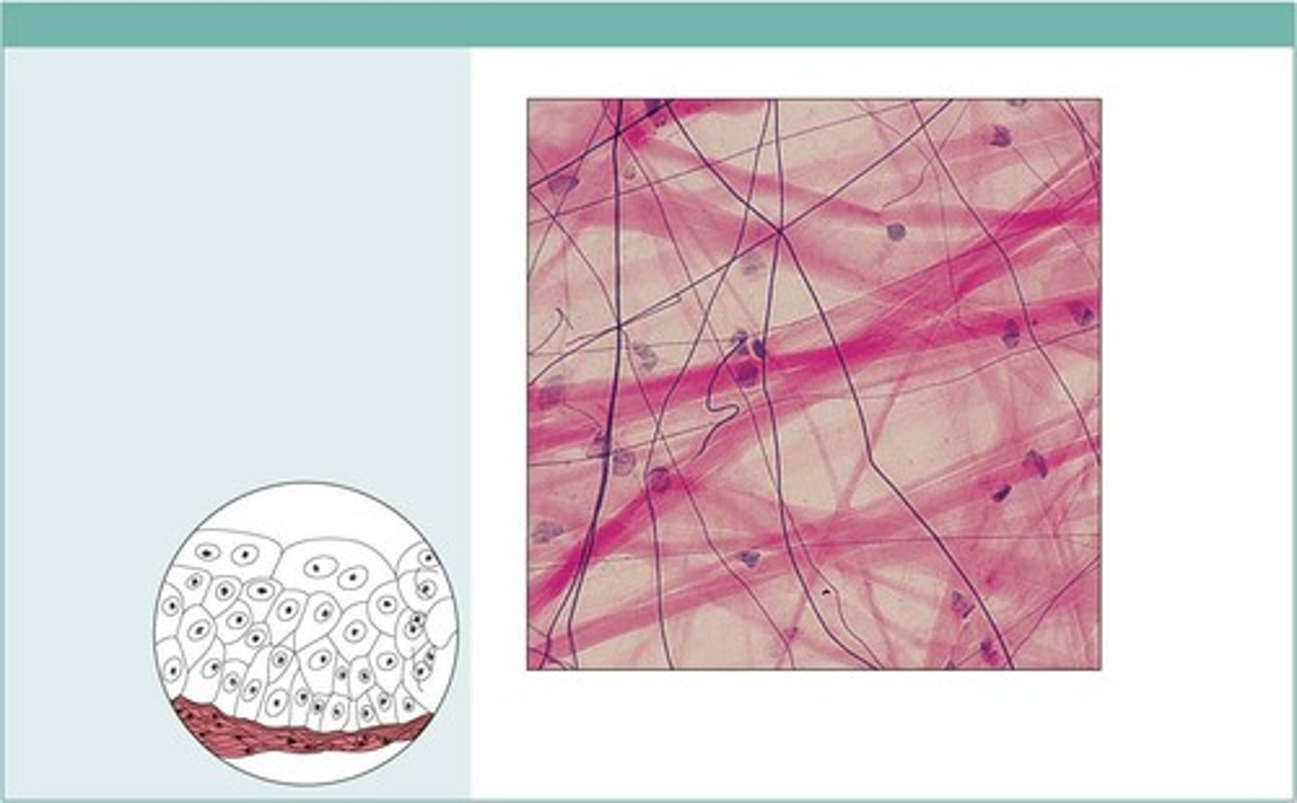 <p>Widely distributed under epithelia of body, e.g., forms lamina propria of mucous membranes; packages organs; surrounds capillaries.</p>