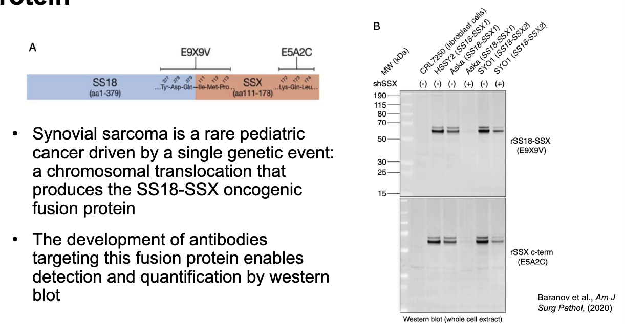 <ul><li><p>synovial sarcoma = rare pediatric cancer driven by a single genetic event → chromosomal translocation that produces the SS18-SSX oncogenic fusion protein</p></li><li><p>the development of antibodies targeting the fusion protein enables detection and quantification by western blot</p></li></ul><p></p>