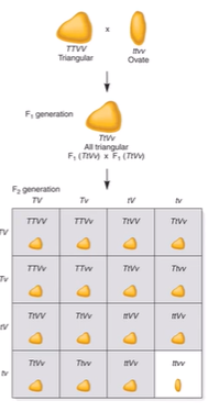 <p>distinguished by 15:1 F2 dihybrid ratio</p><ul><li><p>either dominant alleles is required</p></li></ul><p></p>