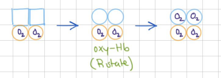 <p>binds to 2nd <span style="background-color: transparent;"><span>ɑ, entire molecule relaxes</span></span></p><p>-</p><p><span style="background-color: transparent;"><span>MWC (all or nothing)</span></span></p>
