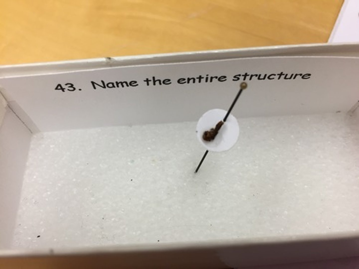 knowt flashcard image