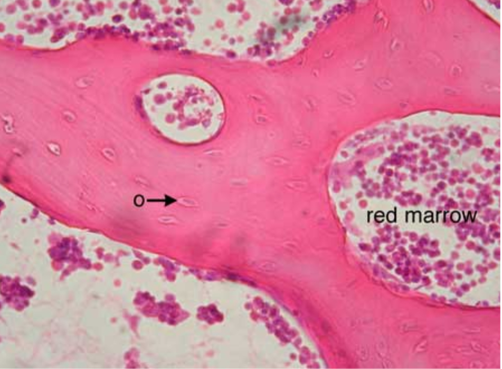<p>what tissue is this?</p>