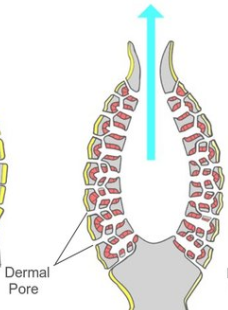 <p>What sponge body form is this?</p>