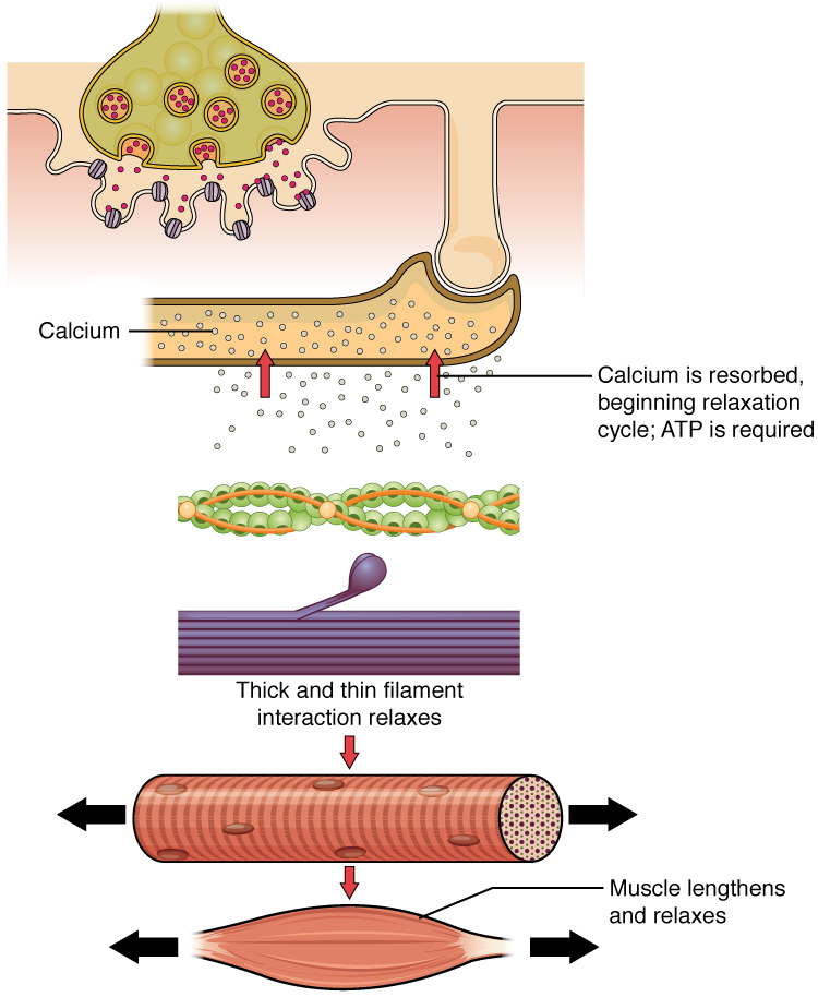 <p>What is needed for muscle relaxation???</p>