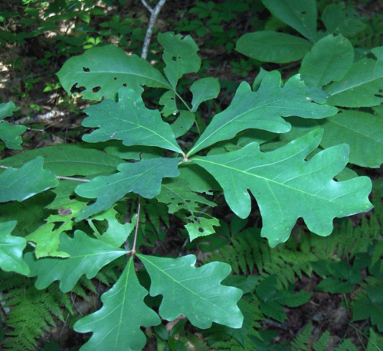 <p>deep indentations in the leaf</p>