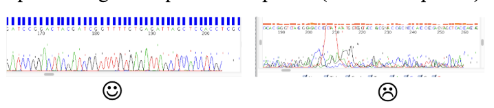 <ul><li><p>Visually examine the chromatogram to get an idea of the sequence quality. Usually the first ~50 bases are unreliable and the sequence quality will trail off after a while </p></li><li><p>Optimal range of sequence after primer (50 nts after primer) and lasts 300-500 nts</p></li></ul><p></p>