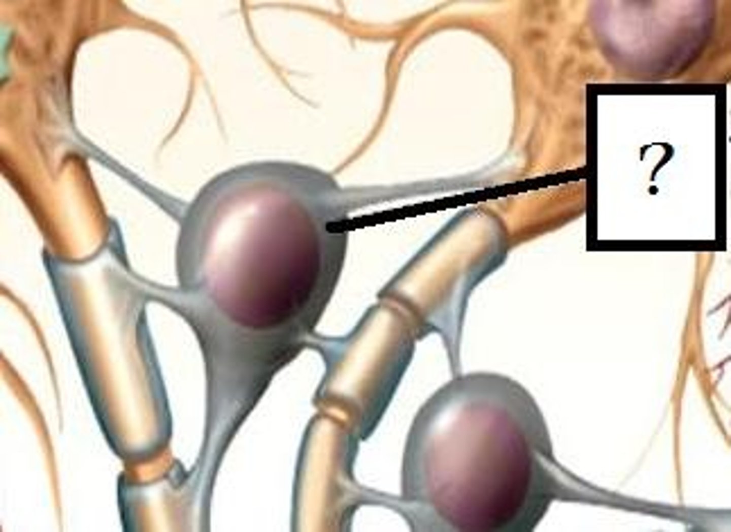 <p>Type of glial cell in the CNS that wrap axons in a myelin sheath.</p>