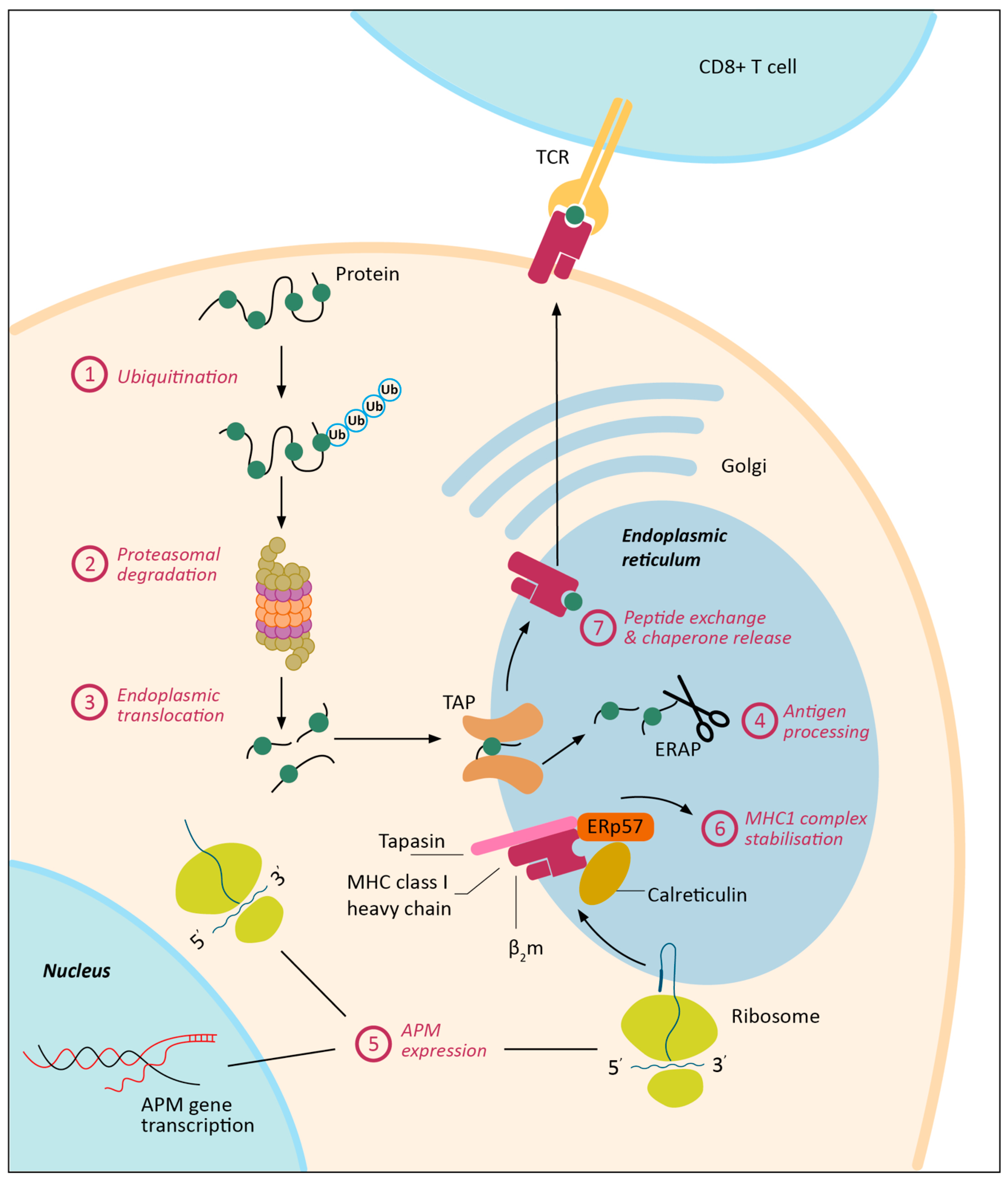 <p>How are the proteins displayed in cancerous cells?</p>