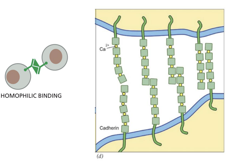 <p>glycoproteins that join cells together and have modular construction of extracellular domains, which have calcium ions bound between them.</p><p></p><p>Act like “Velcro” = mediate strong cell-cell interactions</p>