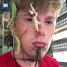 <p>bug; insect</p>