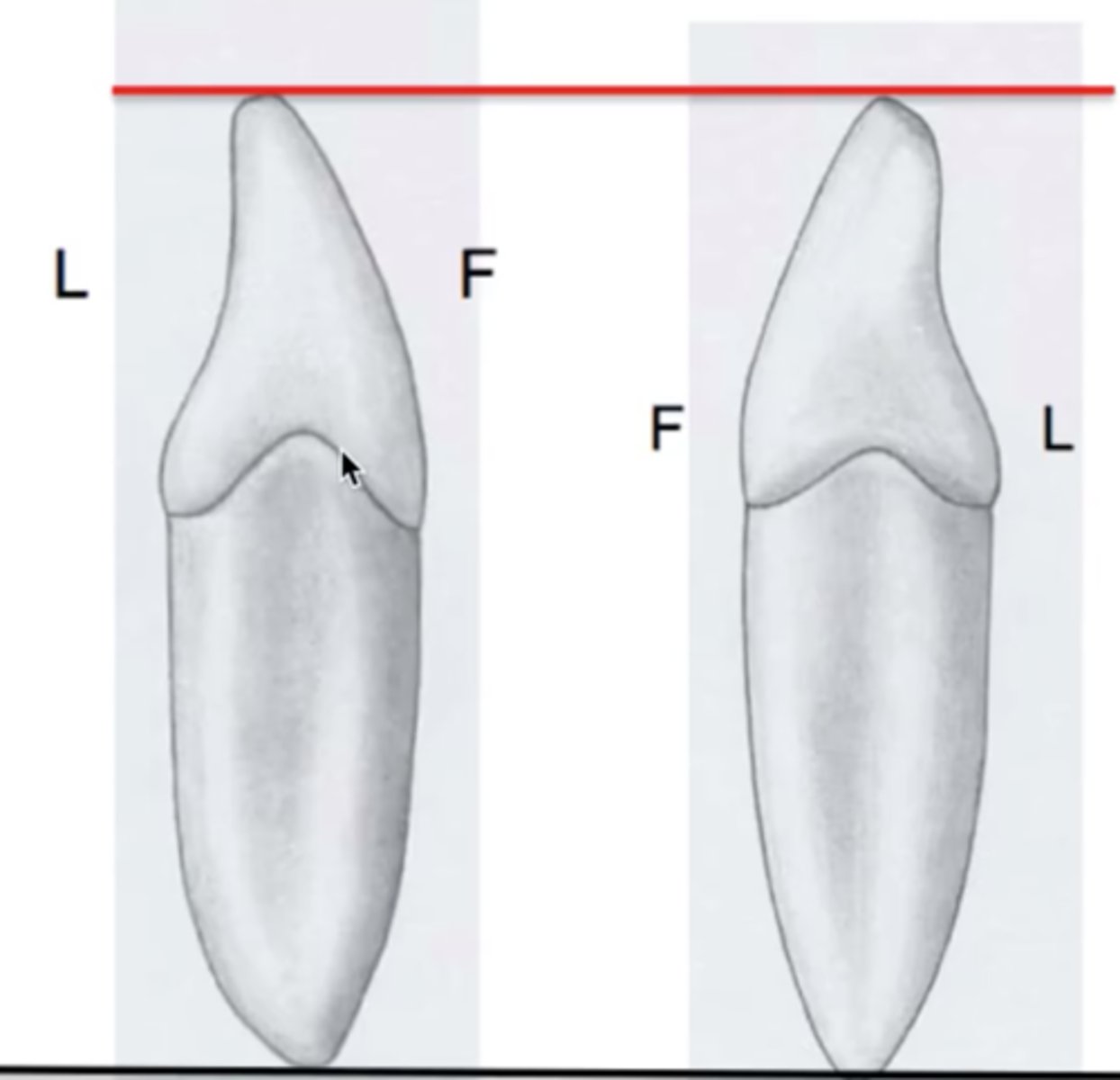 <p>mesial greater curvature than distal</p><p>incisally</p>