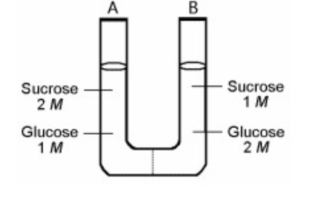 <p><span>The solutions in the two arms of this U-tube are separated by a membrane that is permeable to water and glucose but not to sucrose. Side A is half-filled with a solution of 2 </span><em>M</em><span> sucrose and 1 </span><em>M</em><span> glucose. Side B is half-filled with 1 </span><em>M</em><span> sucrose and 2 </span><em>M</em><span> glucose. Initially, the liquid levels on both sides are equal.</span><br><br><span>Refer to the figure. Initially, in terms of tonicity, the solution in side A with respect to the solution in side B is ___.</span></p><ol><li><p>hypotonic</p></li><li><p>saturated</p></li><li><p>isotonic</p></li><li><p>hypertonic</p></li></ol><p></p>