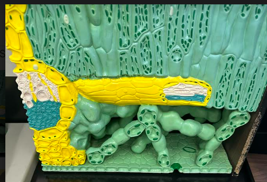 <p>leaf epidermis: 1) xylem, 2) phloem, 3) guard cell, 4) stomata, 5) palisade mesophyll (parenchyma), 6) spongy mesophyll (parenchyma)</p>