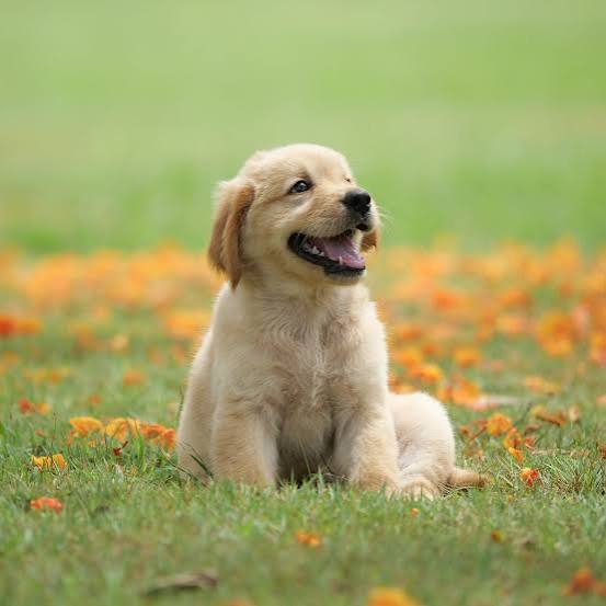 <p>Ce n’est</p><p>Ce n’est pas mon chien</p><p>I don’t have a dog</p>