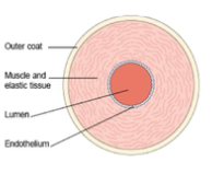 <ul><li><p>high pressure</p></li><li><p>thick wall</p></li><li><p>narrow lumen</p></li><li><p>tunica intima, folded endothelium (allow expansion) of smooth squamous epithelium</p></li><li><p>tunica media, thick layer of smooth muscle and elastic fibres</p></li><li><p>tunica externa, more collagen to prevent busting</p></li><li><p>no valves</p></li></ul>