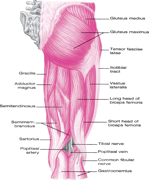 <p>role of posterior musculature is primarily hip extension</p>