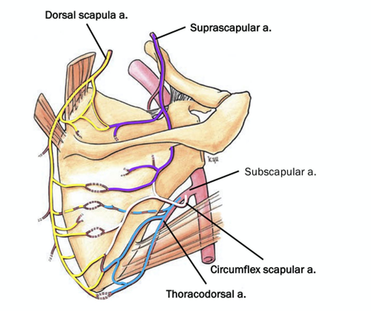 <p>anastomoses of tthe subscapular fossa and the inferior angle</p>