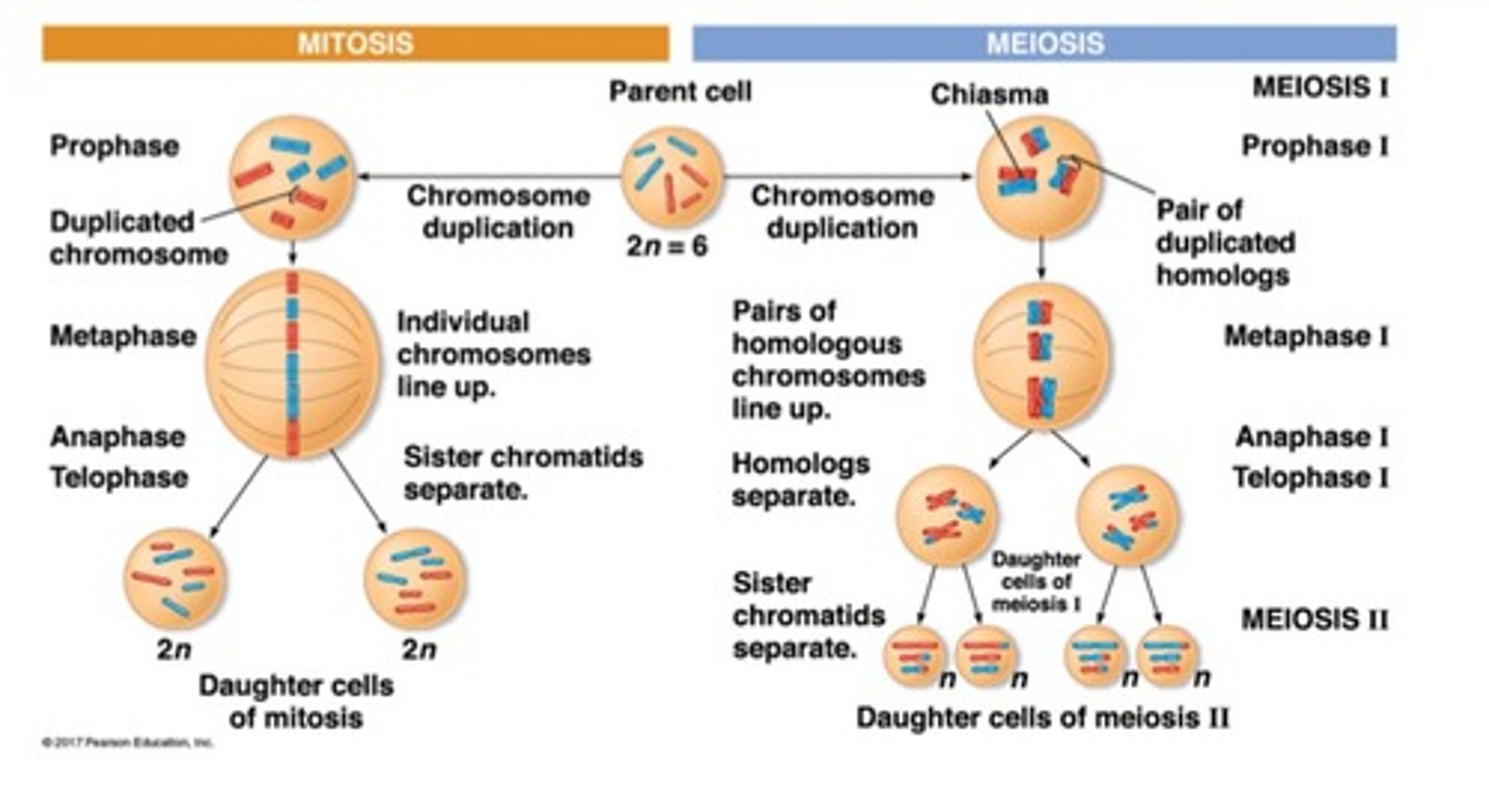<p>Occurs in meiosis through crossing over.</p>
