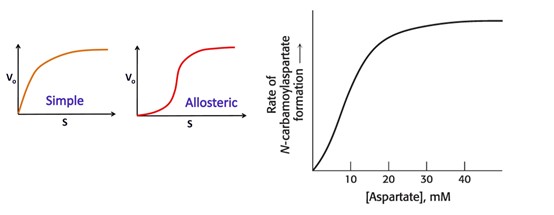 <p><span style="font-family: Aptos, sans-serif">Results from cooperativity between subunits/substrate-binding sites</span></p><p><span style="font-family: Aptos, sans-serif">Most allosteric enzymes have this type of kinetics</span></p><p><span style="font-family: Aptos, sans-serif">S-shaped “sigma”</span></p><p><span style="font-family: Aptos, sans-serif">Lag phase in the beginning</span></p>