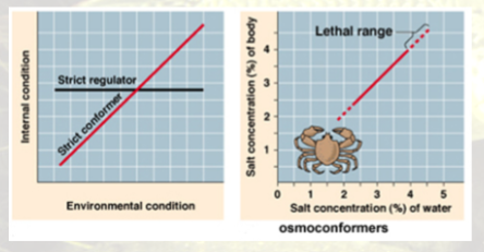 <ul><li><p>active regulation of osomtic pressure</p></li></ul><p></p>