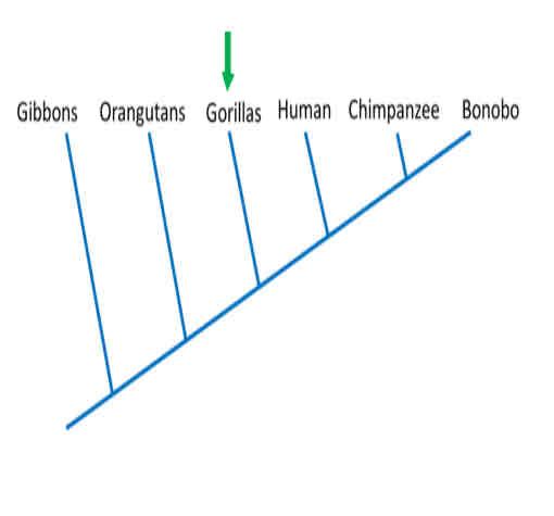 <p>According to this tree, the closest relatives (sister taxa) of gorillas are</p>