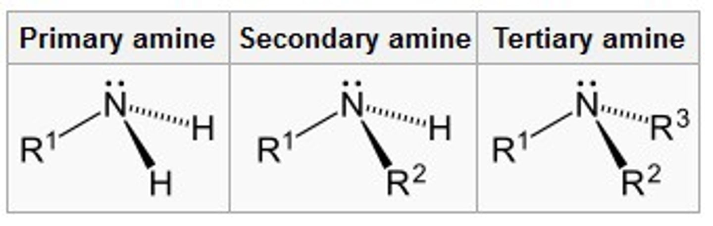 <p>organic compounds with an amino group</p><p>"Vitamin" = life-giving amine</p>