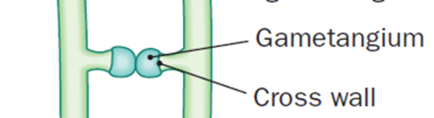 <p>a sexual reproductive structure that contains a nucleus of a mating type</p>