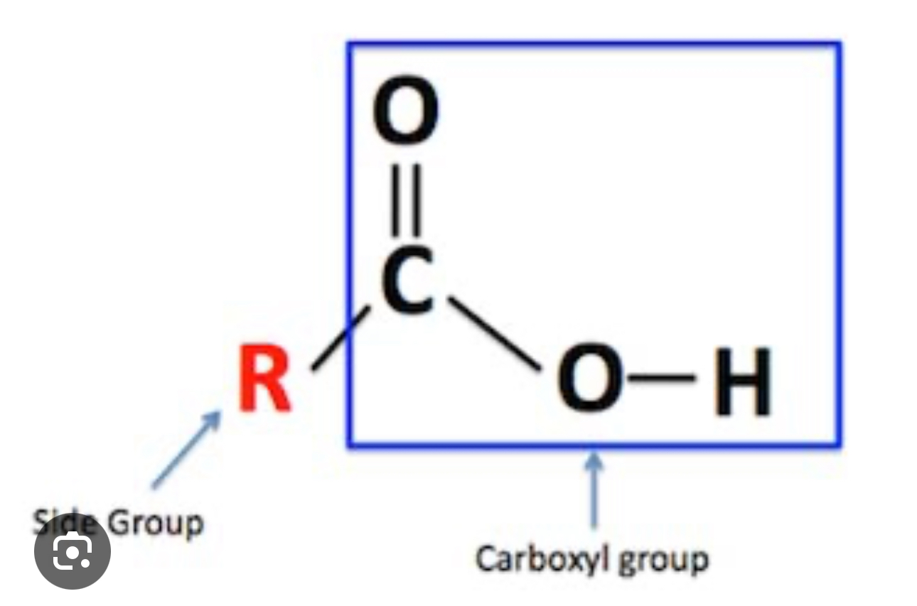 <p>Contain Carboxyl group —COOH</p><p></p><p></p>