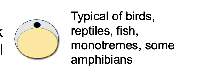 <p>Abundance of yolk densely concentrated at vegetal pole</p>