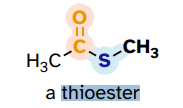 <p>like an ester but single bonded to S (instead of O) that is attached to an alkyl group</p>