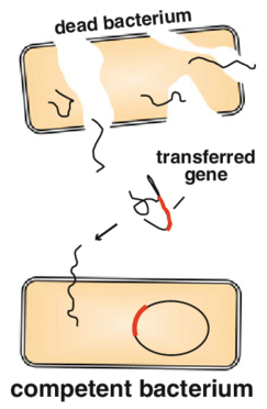 <p>transformation </p><ul><li><p>griffith experiment with mice (R strain safe, S strain deadly) </p></li></ul><p></p>