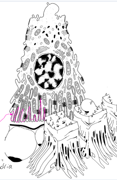 <ul><li><p>lined with tall cuboidal or low columnar cells</p></li><li><p>nuclei towards the center of the cell </p></li><li><p>basal portion present cell membrane interdigitations (foldings) and mitochondria in between the foldings </p><ul><li><p>increase SA of pumps and mitochondria</p></li></ul></li></ul>