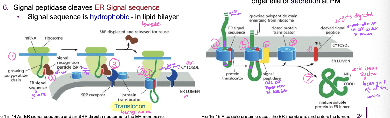 * goes completely inside lumen


1. translation begins at N-terminus, ER signal sequence emerges 

   
   1. recognized bt SRP and this stops translation 
2. SRP-ribosome complex → SRP receptor → translocon

   
   1. translocon opens 
3. protein synthesis resumes with protein transfer into the ER lumen
4. signal peptidase cleaves ER signal sequence 

   
   1. signal sequence in hydrophobic so it stays in the lipid bilayer
5. protein released into ER lumen 
6. translocon closes