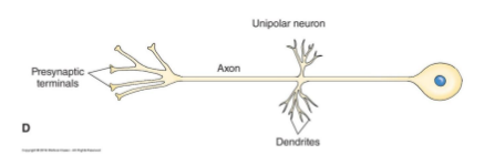 <p>single neurite, dendrites on one end and axon on same site</p>