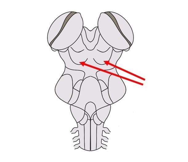 half of the midbrain tectum that is part of the brain stem auditory pathway