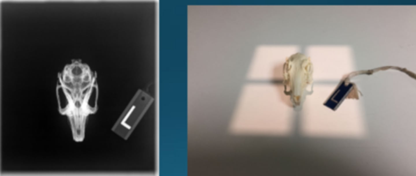 <p>What radiographic view is this to image rabbits?</p>